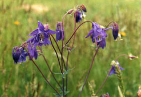 Aquilegia vulgaris
